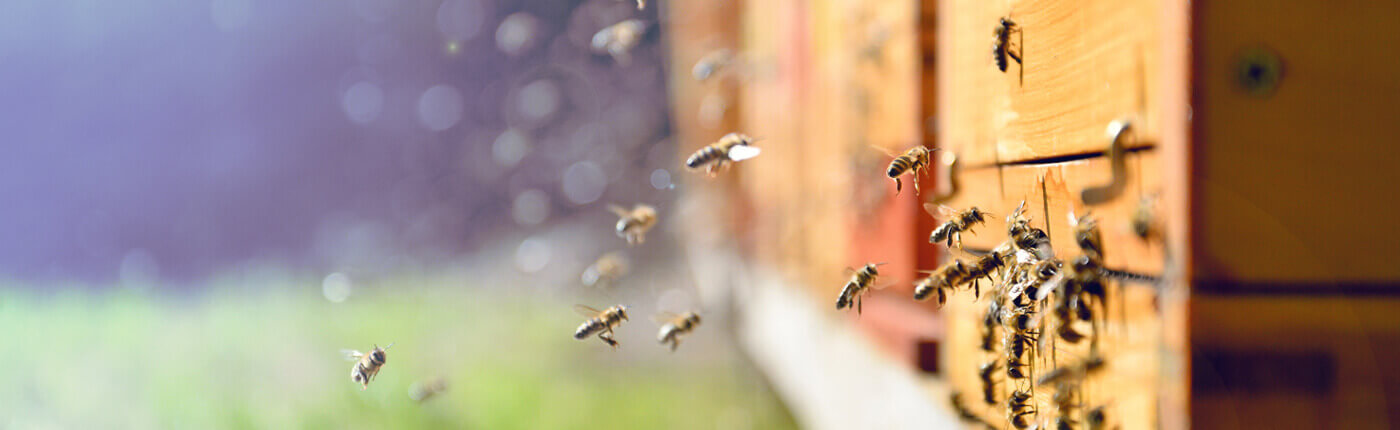 Perce le secret des abeilles